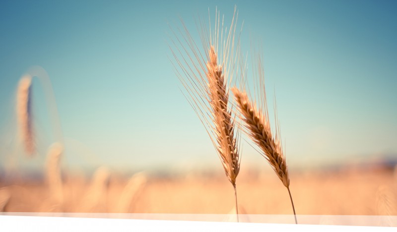 污染环境罪的犯罪构成与案件侦办流程